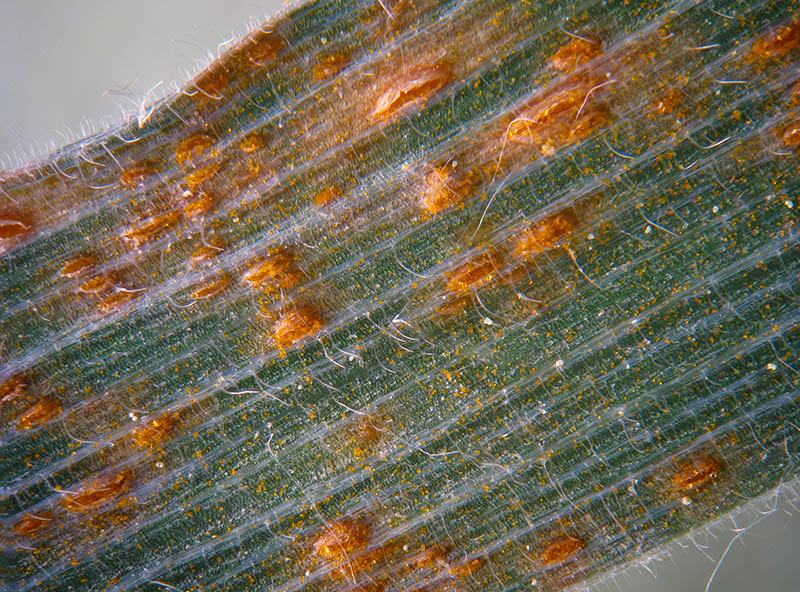 Puccinia sp. su Holcus lanatus